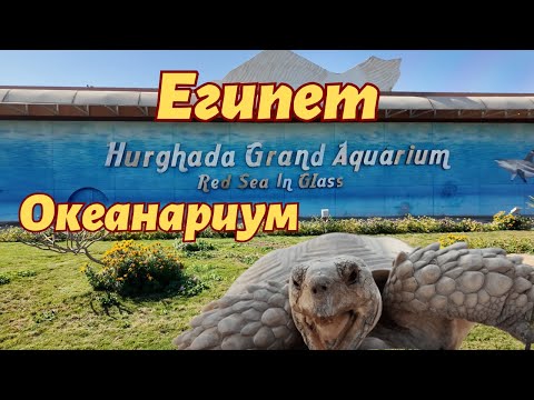 Видео: Египет 2025 Хургада Океанариум Hurghada Grand Aquarium