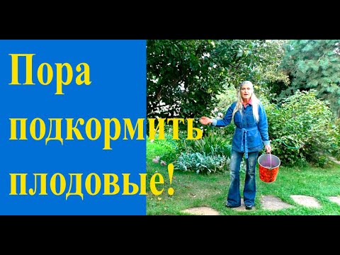 Видео: Удобряем плодовые после сбора урожая