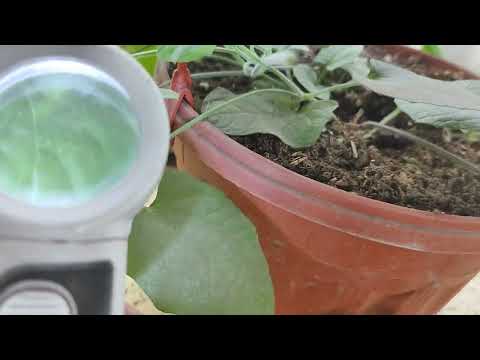 Видео: черенкование и обработка тунбергии