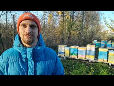 Видео: Содержание пчел в ппс ульях Lyson