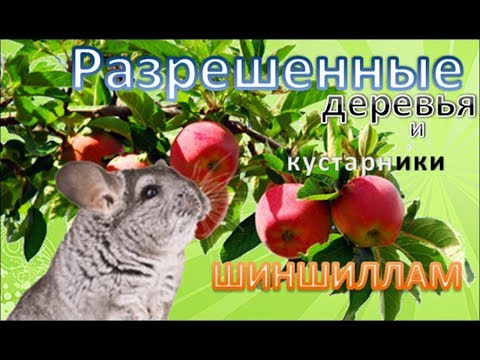 Видео: Ветки деревьев и кустарников, которые можно давать ШИНШИЛЛАМ!