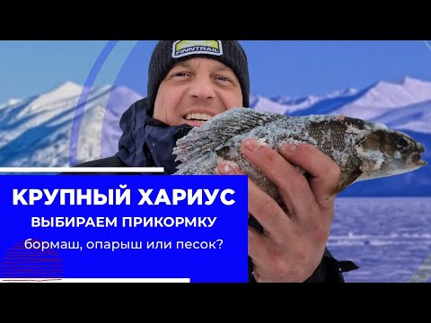 Видео: Трофейный хариус на Байкале