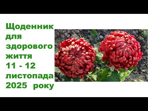 Видео: Щоденник важливих справ на городі, в садочку, на квітнику, для здоров'я 11-12 листопада 2025 року