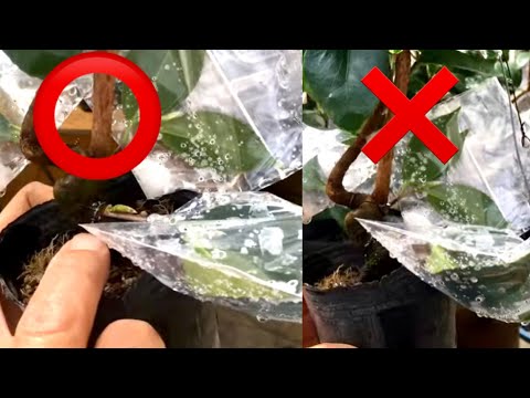 Видео: Диоспирос ромб бонсай и бонсай камелия, которые делают ветви Вы живы? Мертвый?・ Yajimaen @