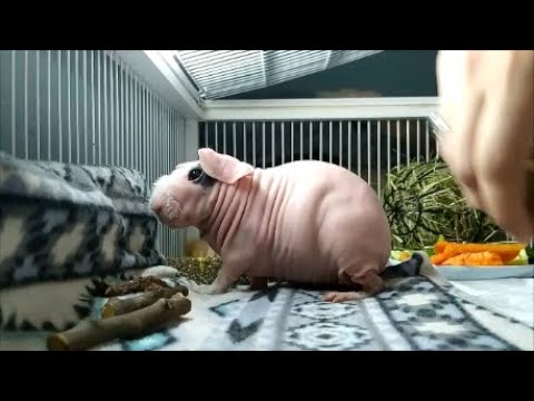 Видео: БАФИ заболела.Пневмония(((Чем могут болеть скинни морские свинки(