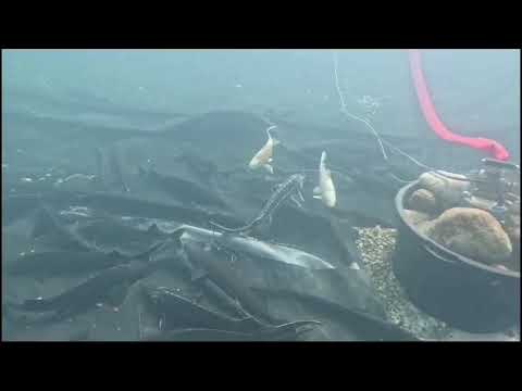 Видео: Кристально чистая вода в пруду у дома.