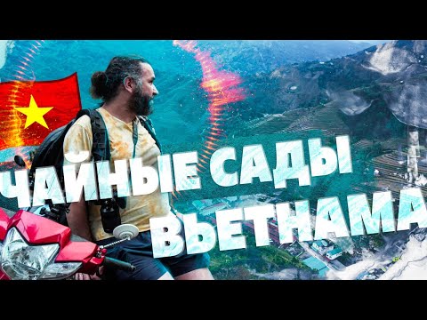 Видео: Чайные сады и фабрики Вьетнама