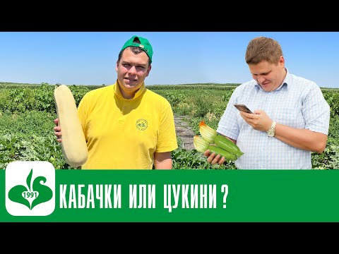 Видео: СЕМЕНА САМЫХ ВКУСНЫХ КАБАЧКОВ И ЦУКИНИ! СОРТА И ГИБРИДЫ
