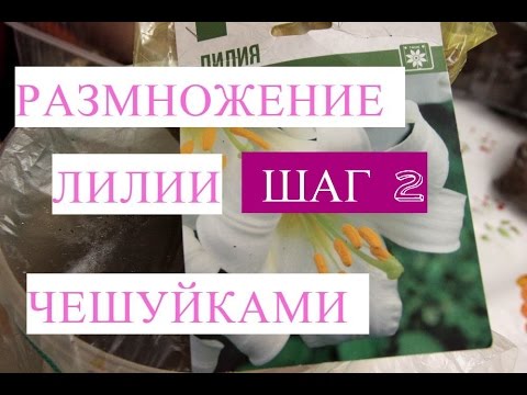 Видео: Размножение лилии чешуйками. Шаг 2.