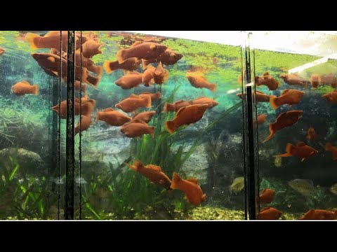 Видео: Меченосцы