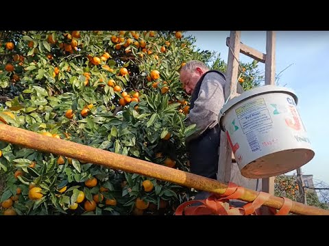 Видео: Как в Грузии собирают мандарины к НОВОГОДНЕМУ СТОЛУ