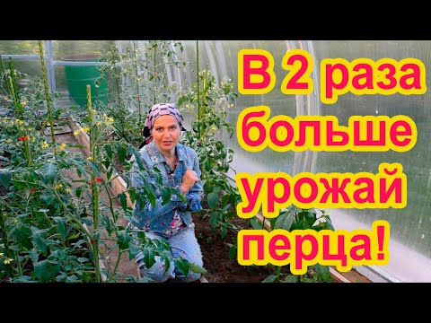 Видео: Как формировать перцы