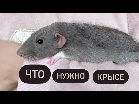 Видео: Как обустроить клетку крысе 🐀