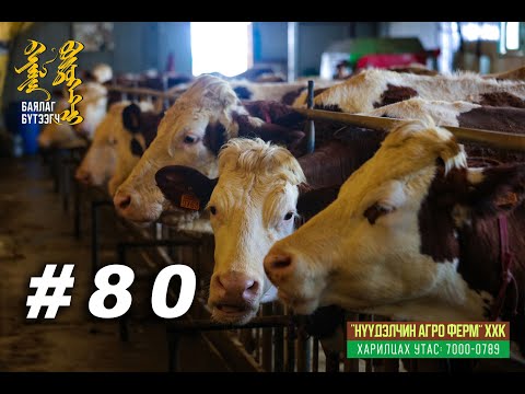 Видео: "БАЯЛАГ БҮТЭЭГЧ" Цуврал нэвтрүүлэг 80 I “Нүүдэлчин агро ферм” ХХК