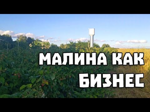 Видео: КАК заработать на малине? В гостях у дяди Пети!