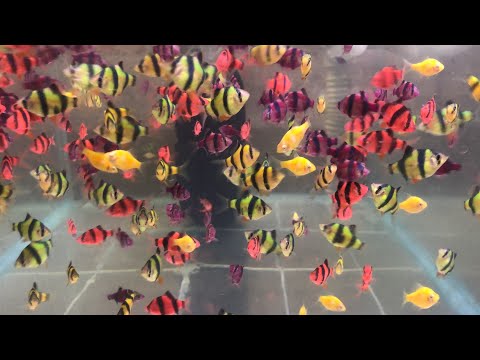 Видео: Ферма аквариумных рыб. 23 пары красного неона и 19 пар суматранского барбуса на нерест