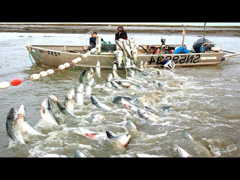 Видео: Удивительная ловля с жаберной сетью поймайте сотни тонн рыбы - потрясающий большой улов в море