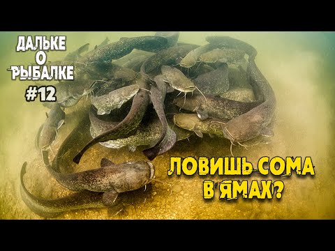 Видео: Правильно ли ловить сома в ямах? Виталий #Дальке о рыбалке на сома нр. 12