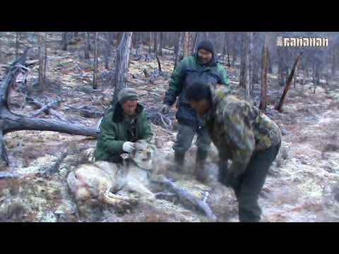 Видео: Байанай (потомственные охотники Момских гор)