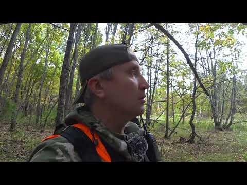 Видео: Загонная охота на лося-рогоча, кабана, и самца сибирской косули