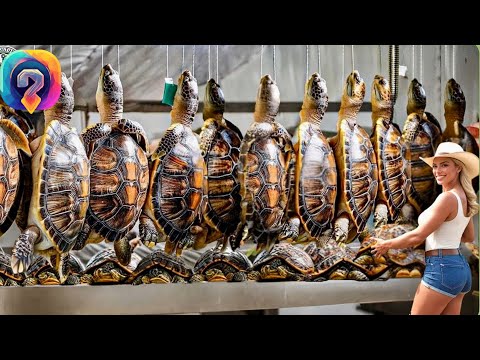 Видео: Как МИЛЛИОНЫ черепах разводят и обрабатывают— удивительные кадры с фермы!