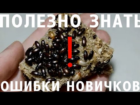 Видео: #ПОЛЕЗНОЗНАТЬ//ОШИБКИ НОВИЧКОВ,ПОЛЕЗНЫЕ СОВЕТЫ В СОДЕРЖАНИИ КК //КОРМОВАЯ КУЛЬТУРА-ЖУК ЗНАХАРЬ