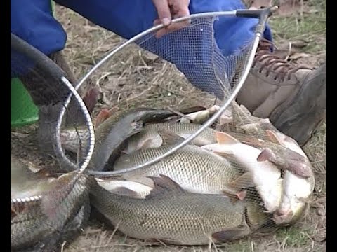 Видео: Царството на белите мрени (Карлуково)