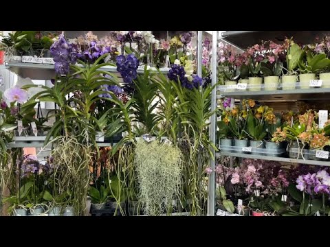 Видео: 🌸 ПРОДАЖА ОРХИДЕЙ 23.08.23 Продажа редких орхидей. Ванды, Биг Липы, Орхидеи-БАБОЧКИ. Купить орхидею.