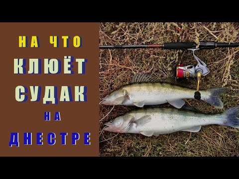 Видео: На что клюет судак на Днестре? Эта приманка опять выручает!