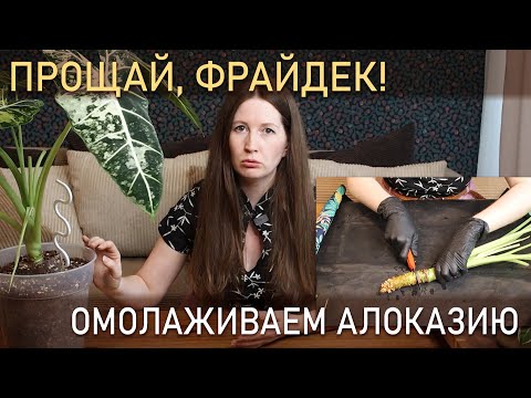 Видео: ПРОЩАЙ, ФРАЙДЕК! Омолаживаем алоказию