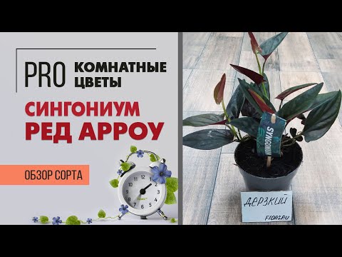 Видео: Сингониум Ред Арроу - обзор сорта | Одно из немногих комнатных растений, которое покорило мое сердце