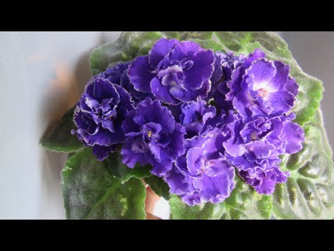 Видео: ФИАЛКИ🍃 ЦВЕТЕНИЕ ОБЗОР СОРТОВ🍃