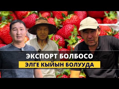 Видео: Дыйкандар чогулуп, кайрылуу жасады.