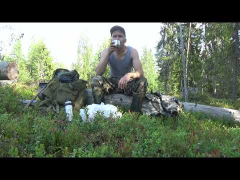 Видео: В ТАЙГУ ЗА ЧЕРНИКОЙ / ЯГОДЫ КАРЕЛИИ / СОЛОНЕЦ ДЛЯ ЛОСЯ / ПРОВЕРКА БОБРОВОГО ПОСЕЛЕНИЯ