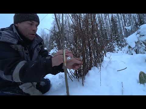 Видео: Ставим петли на куропатку.