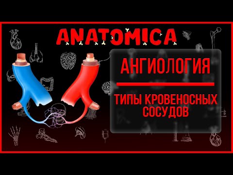 Видео: Кровеносные сосуды и их типы / Строение артерий и вен / Ангиология