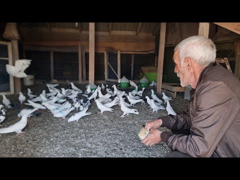 Видео: Xaçmazli Arif Kişinin Goyercinleri tel 055.260.46.17        04.04.2025 #Bakigoyercinleri #голубибаку