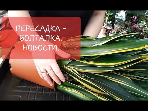 Видео: Пересадка сансевиерии. Новости. Рассказываю о цветочных поставках. Что нас Ждет ?!