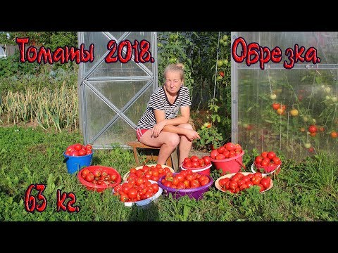 Видео: Томаты.  Обрезка и 63 кг.  урожая.