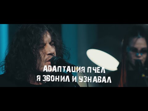 Видео: Адаптация пчёл - Я звонил и узнавал