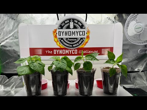 Видео: Могут ли микоризные грибы повысить урожайность перца? Принимаем вызов DYNOMYCO!