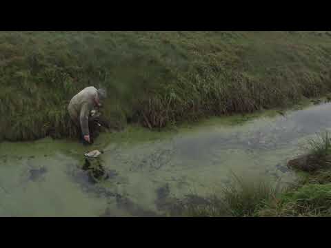 Видео: Охота на утку. Добыли 5 штук. Очень классная была охота. Дядя Миша был рад.