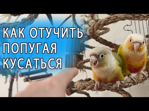 Видео: КАК ОТУЧИТЬ ПОПУГАЯ КУСАТЬСЯ