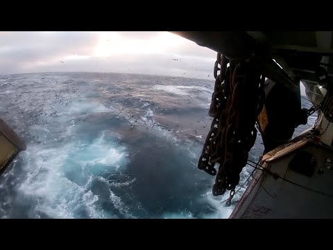 Видео: Постановка трала и заливка рыбы в бункера / 2021