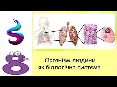 Видео: Організм людини як біологічна система