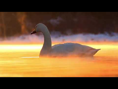 Видео: Самая красивая казахская Песня Аккулар