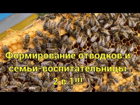 Видео: «101-й метод» формирования отводков и семьи-воспитательницы 2 в 1!!!