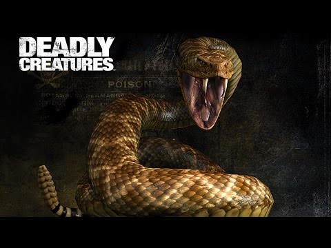 Видео: Deadly Creatures - Паук и Скорпион