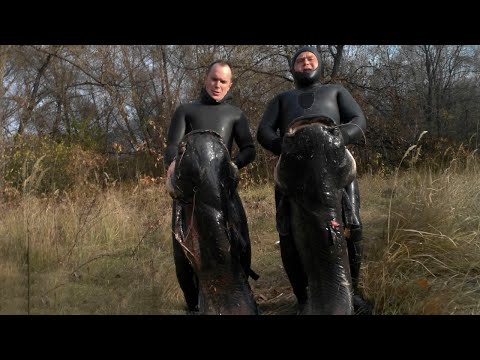 Видео: Подводная охота на СОМА - 2 (Spearfishing for catfish)