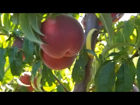 Видео: Персик Кевіна (Kevina)